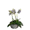 Kép 3/3 - Phalaenopsis orchidea-kaspóval