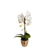 Kép 1/3 - Phalaenopsis orchidea mini 'Cascade'-kaspóval