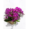 Kép 4/4 - Phalaenopsis orchidea 'Belissimo'-kaspóval