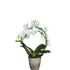 Kép 1/3 - Phalaenopsis orchidea 'mirror'-kaspóval