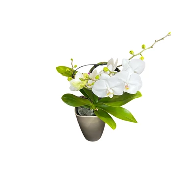 Phalaenopsis orchidea 'Angel'-kaspóval