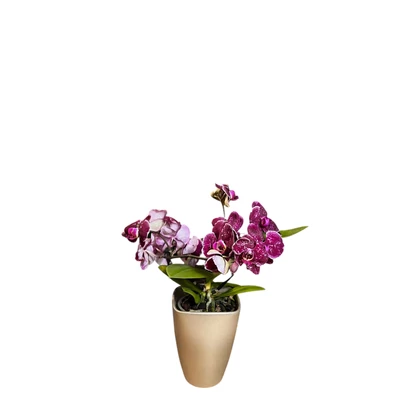 Phalaenopsis orchidea lila-Angel-kaspóval
