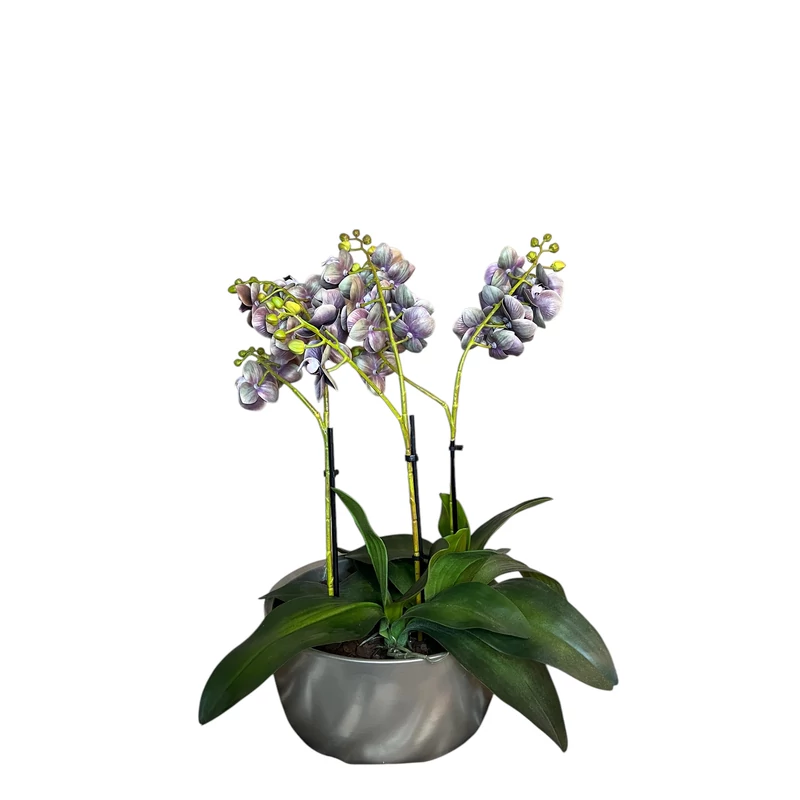 Phalaenopsis orchidea-kaspóval