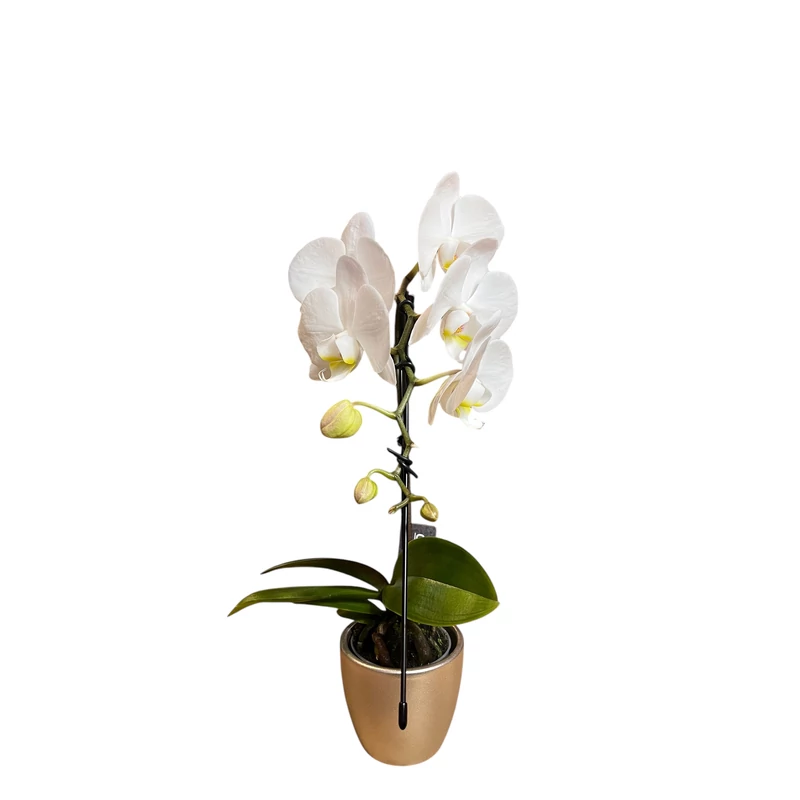 Phalaenopsis orchidea mini 'Cascade'-kaspóval