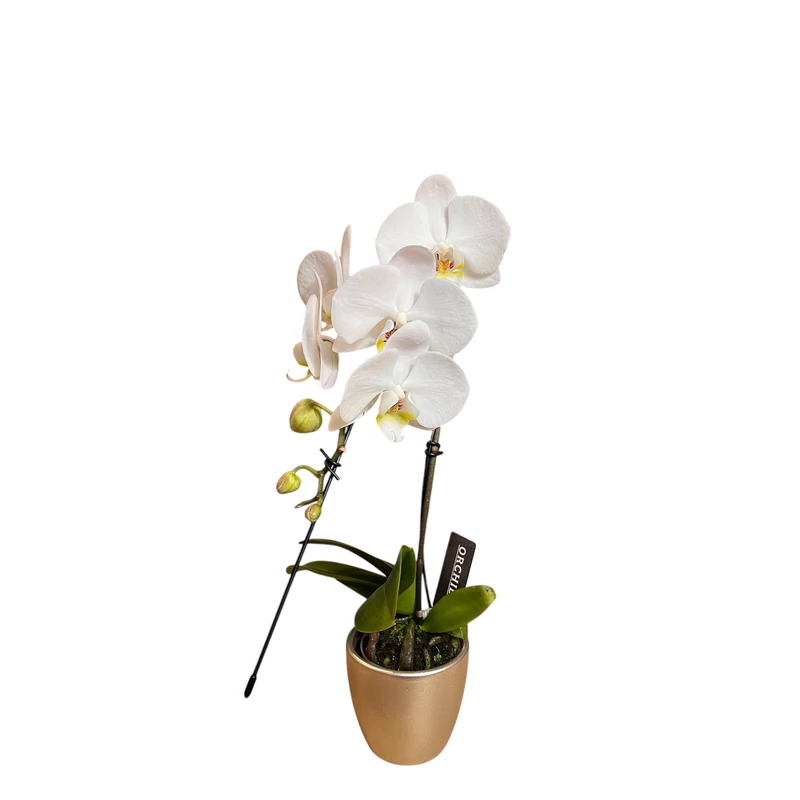 Phalaenopsis orchidea mini 'Cascade'-kaspóval