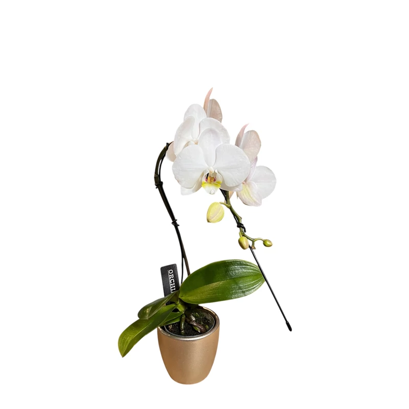 Phalaenopsis orchidea mini 'Cascade'-kaspóval