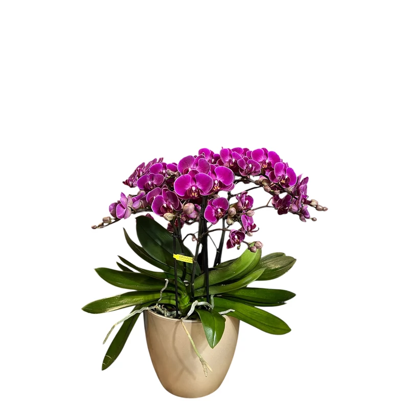 Phalaenopsis orchidea 'Belissimo'-kaspóval