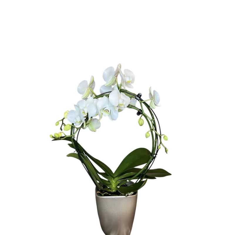 Phalaenopsis orchidea 'mirror'-kaspóval