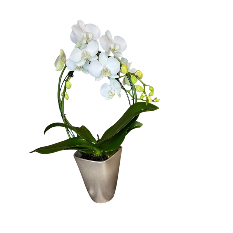 Phalaenopsis orchidea 'mirror'-kaspóval