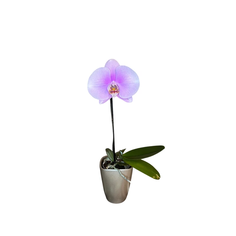 Phalaenopsis orchidea lila-'singolo'-kaspóval