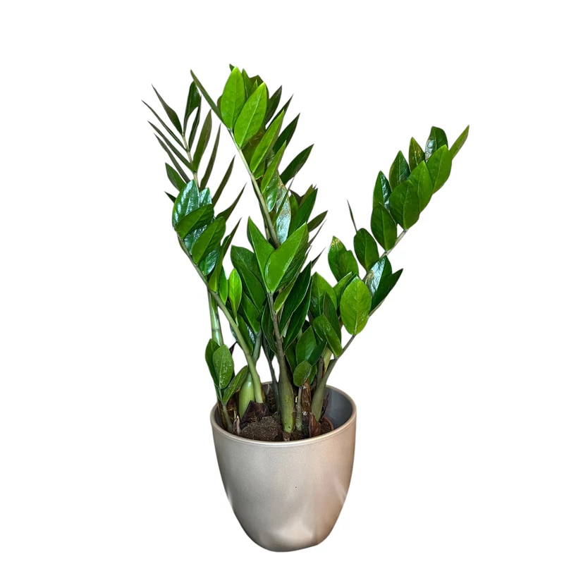 Zamioculcas-zamiopálma-közepes