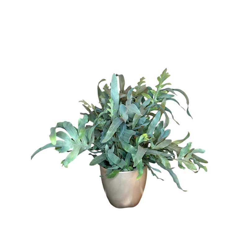 Phlebodium aureum-'blue star'