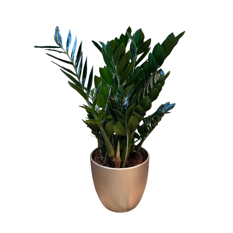 Zamioculcas-zamiopálma-nagy